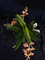 Select Barrita Orchids Sarcochilus INDP/073