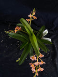 Select Barrita Orchids Sarcochilus INDP/073