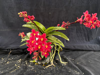 Select Barrita Orchids Sarcochilus INDP/074
