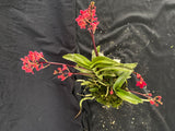 Select Barrita Orchids Sarcochilus INDP/074