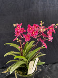 Select Barrita Orchids Sarcochilus INDP/075