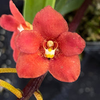 Select Barrita Orchids Sarcochilus INDP/076