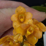 Select Barrita Orchids Sarcochilus INDP/077