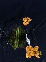 Select Barrita Orchids Sarcochilus INDP/077