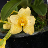 Select Barrita Orchids Sarcochilus INDP/078