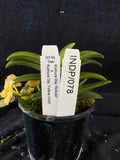 Select Barrita Orchids Sarcochilus INDP/078