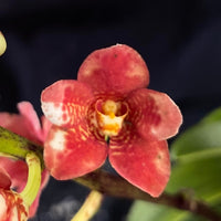 Select Barrita Orchids Sarcochilus INDP/079