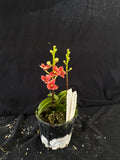 Select Barrita Orchids Sarcochilus INDP/079