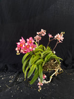Select Barrita Orchids Sarcochilus INDP/080