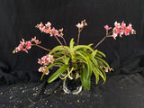 Select Barrita Orchids Sarcochilus INDP/080