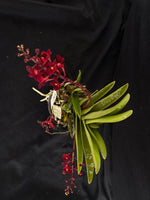 Select Barrita Orchids Sarcochilus INDP/081