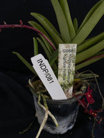 Select Barrita Orchids Sarcochilus INDP/081