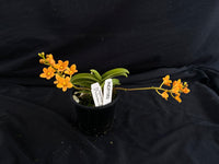Select Barrita Orchids Sarcochilus INDP/082