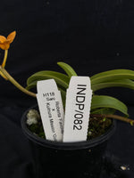 Select Barrita Orchids Sarcochilus INDP/082