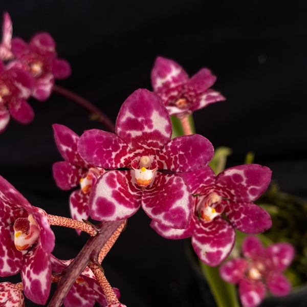 Select Barrita Orchids Sarcochilus INDP/083