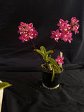 Select Barrita Orchids Sarcochilus INDP/083