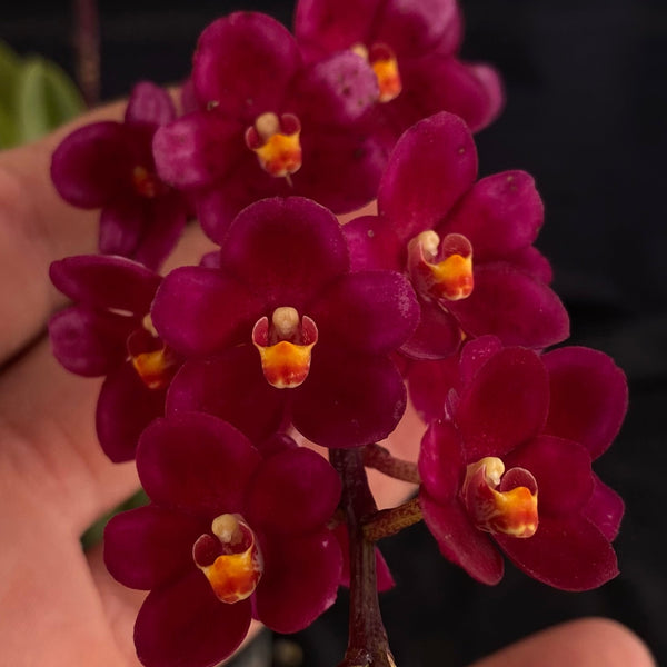 Select Barrita Orchids Sarcochilus INDP/084