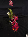 Select Barrita Orchids Sarcochilus INDP/084
