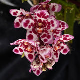 Select Barrita Orchids Sarcochilus INDP/085