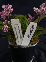 Select Barrita Orchids Sarcochilus INDP/085