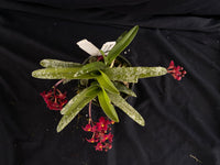 Select Barrita Orchids Sarcochilus INDP/086