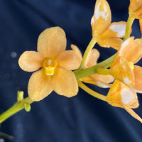 Select Barrita Orchids Sarcochilus INDP/087