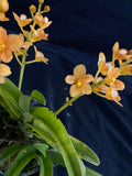 Select Barrita Orchids Sarcochilus INDP/087