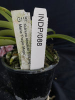 Select Barrita Orchids Sarcochilus INDP/088