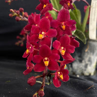 Select Barrita Orchids Sarcochilus INDP/089