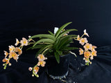 Select Barrita Orchids Sarcochilus INDP/090