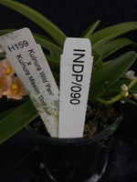 Select Barrita Orchids Sarcochilus INDP/090