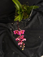 Select Barrita Orchids Sarcochilus INDP/091