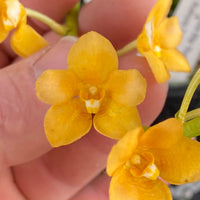 Select Barrita Orchids Sarcochilus INDP/092