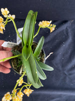 Select Barrita Orchids Sarcochilus INDP/092