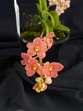 Select Barrita Orchids Sarcochilus INDP/093