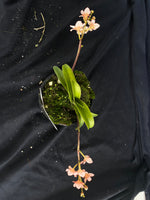 Select Barrita Orchids Sarcochilus INDP/093