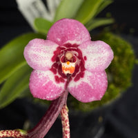 Select Barrita Orchids Sarcochilus INDP/094
