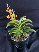 Select Barrita Orchids Sarcochilus INDP/095