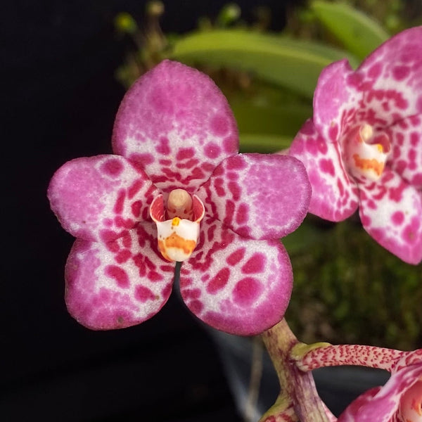 Select Barrita Orchids Sarcochilus INDP/096