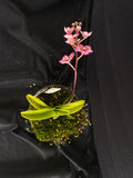 Select Barrita Orchids Sarcochilus INDP/096