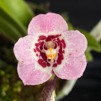 Select Barrita Orchids Sarcochilus INDP/097