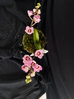 Select Barrita Orchids Sarcochilus INDP/097