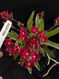 Select Barrita Orchids Sarcochilus INDP/098