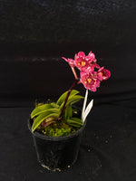 Select Barrita Orchids Sarcochilus INDP/099