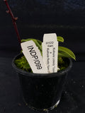 Select Barrita Orchids Sarcochilus INDP/099