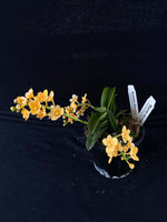 Select Barrita Orchids Sarcochilus INDP/100