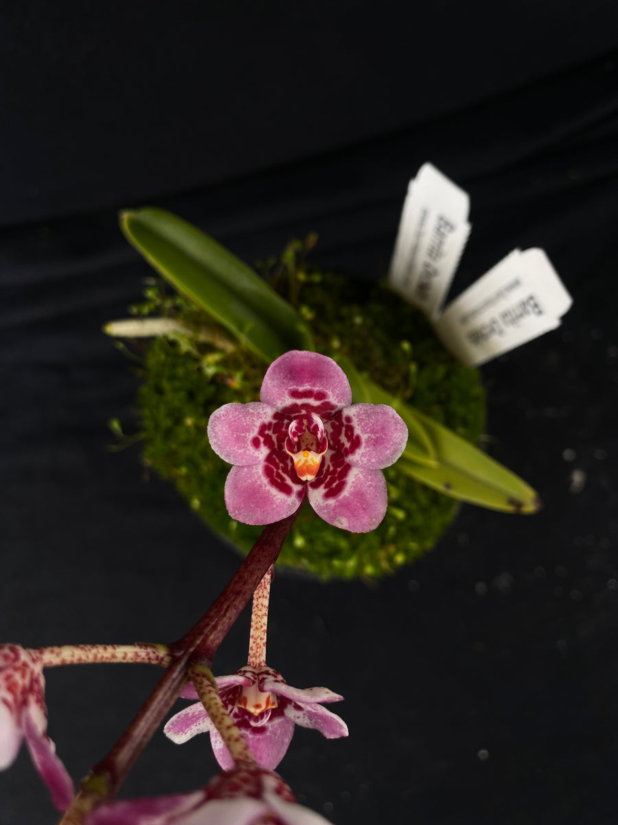 Select Barrita Orchids Sarcochilus INDP/101 Barrita Orchids