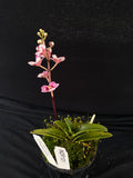 Select Barrita Orchids Sarcochilus INDP/101