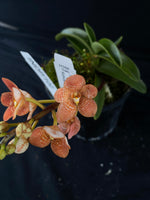 Select Barrita Orchids Sarcochilus INDP/102