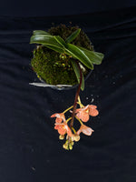 Select Barrita Orchids Sarcochilus INDP/102